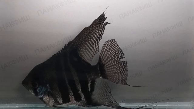 Скалярия зебра (Pterophyllum scalare) смотреть онлайн