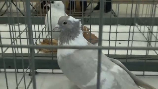 Воронежские зоревые смотреть онлайн