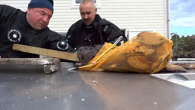 Американский морской черт поймал белорусского дайвера (без мата) смотреть онлайн