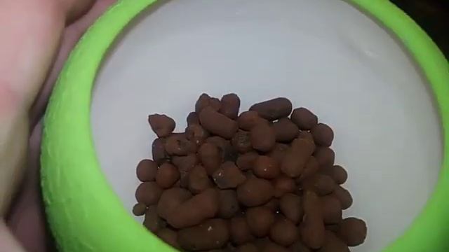 Кактус Cereus peruvianus monstrosus (Цереус перуанский) пересадка смотреть онлайн