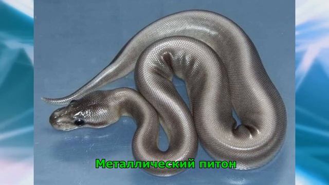 Как так? Животные с необычным окрасом! смотреть онлайн