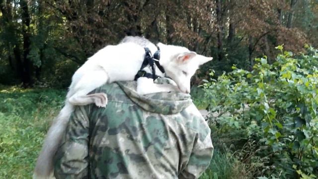 Лиса Дуся. Прогулка у озера смотреть онлайн