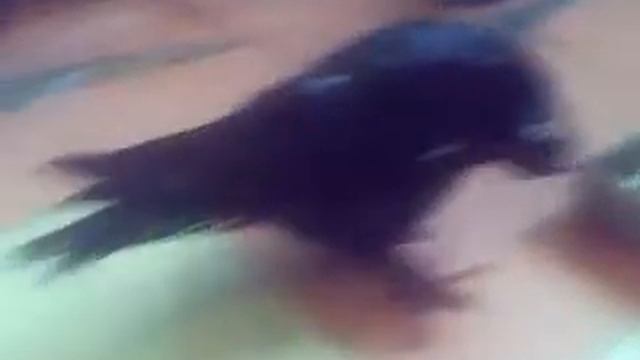 Голуби с вертячкой клюёт, дубль 2 смотреть онлайн