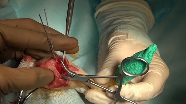 Остеосинтез бугристости большеберцовой кости у собак / Tibial Tuberosity Avulsion Fractures in Dogs смотреть онлайн