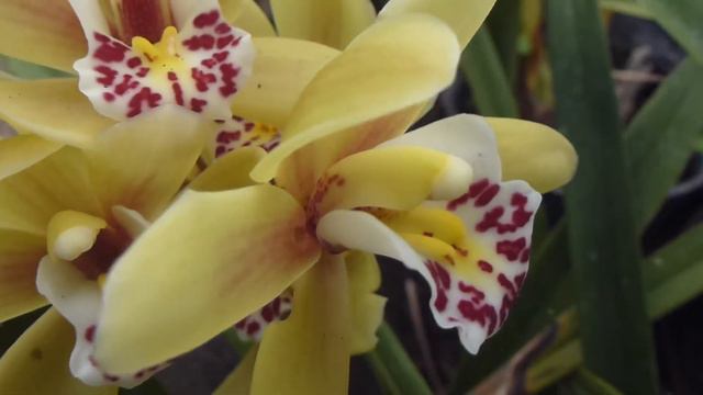 Orchids - Orkidea - Brönugras - Setplanta - Pottaplanta - Skrautjurtir - Stofublóm смотреть онлайн