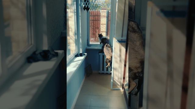 Знакомьтесь «Чуня" смотреть онлайн