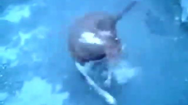 Самая веселая собака во Владикавказе смотреть онлайн