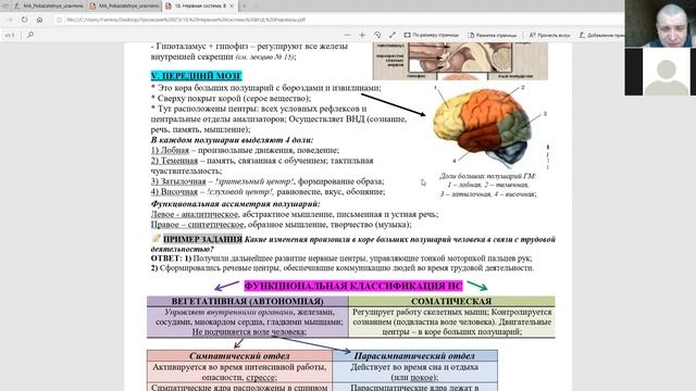 Биология 8 класс - Вегетативная НС смотреть онлайн