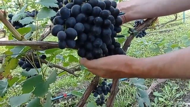 @Виноград Шарада UA в Полтаві. Дуже ранній і смачний смотреть онлайн