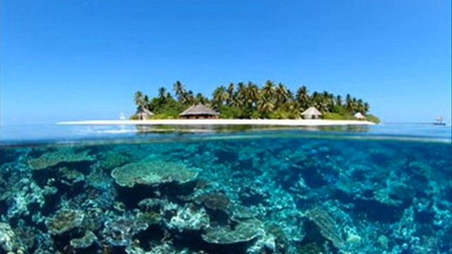 Teana & Tiida - Coral Reef