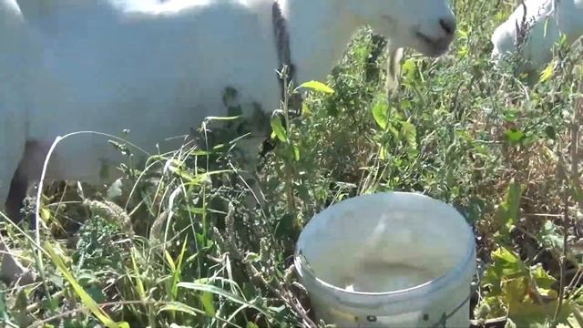 Деревенские зарисовки смотреть онлайн