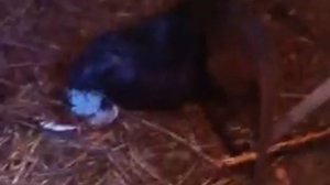 Спаривание нутрий