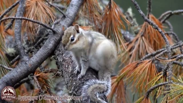 Бурундук азиатский смотреть онлайн