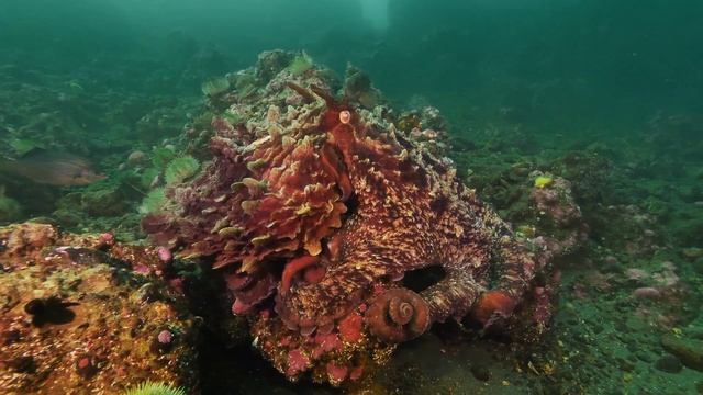 Diving at Sunrise Beach смотреть онлайн