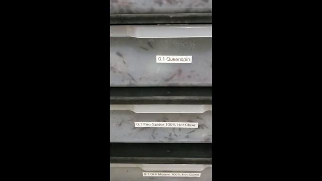 Ball Python setup! смотреть онлайн