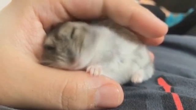 ХОМЯЧОК СЕМА смешная озвучка! Смешное видео про ДЖУНГАРИКОВ ХОМЯЧКОВ! #ХОМКИ