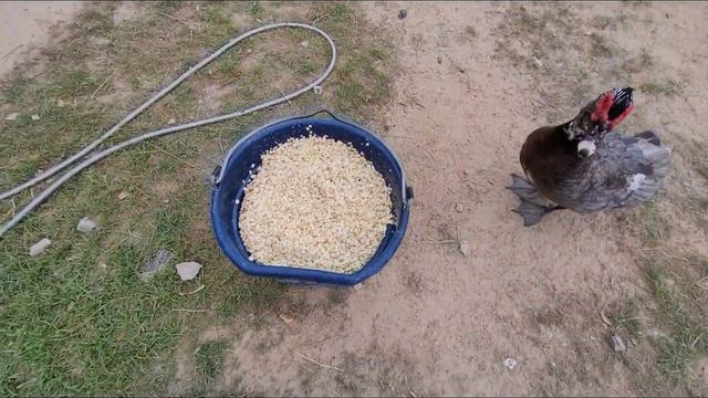 THE ULTIMATE FARM TOOL! (stiring The Pot)