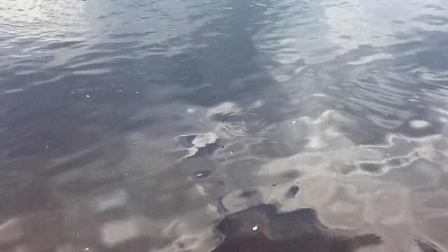 Ловля сома на удочку.река Двина.г Полоцк смотреть онлайн