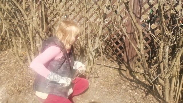 Видео журнал «Сады в отличной форме №14» Формирование сирени. Урок №3 смотреть онлайн