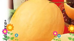 Дыня Медовка (Дыня). Краткий обзор, описание характеристик, где купить семена cucumis melo