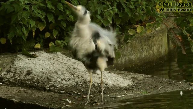 An unsuspecting baby duck is seized and eaten by a bird known as a heron that swallows prey whole. смотреть онлайн