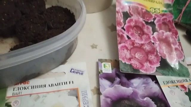 27.01.23/ Первые посевы года/ Сею петунию и глоксинию смотреть онлайн