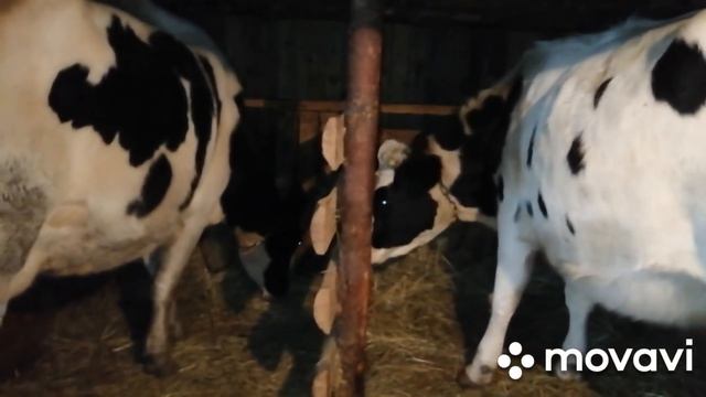 ГОЛШТИНСКИЕ КОРОВЫ И ГОЛШТИНСКИЕ БЫЧКИ!СКОЛЬКО СТОЯТ НОВЫЕ КОРОВЫ-САМЫЙ ЧАСТЫЙ ВОПРОС! смотреть онлайн