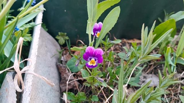 Siberia 4K. Цветущие сады Сибири. Blooming gardens. смотреть онлайн