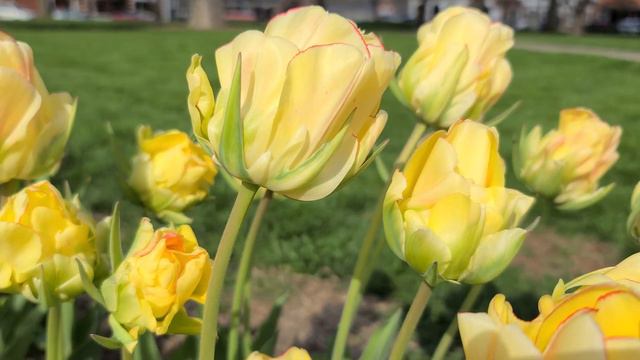 AKEBONO | TULIPS | SPRING FLOWERS смотреть онлайн