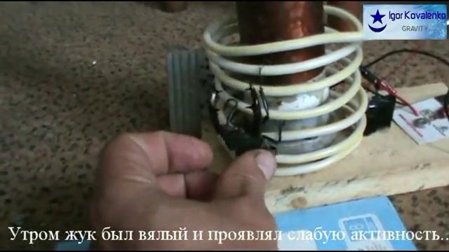 Влияние магнитных и электростатических полей на жука - оленя смотреть онлайн