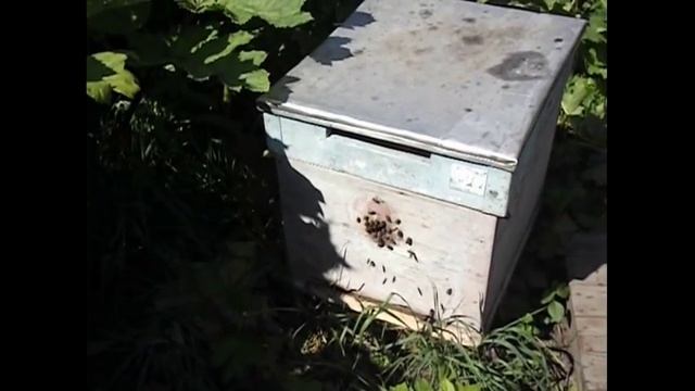 улей для начинающего пчеловода - какой выбрать ? смотреть онлайн