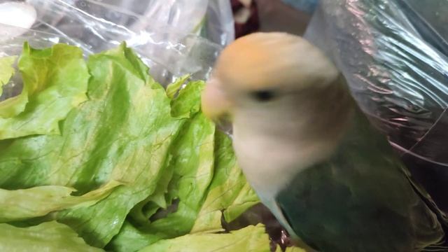 Жучок (6 месяцев) ест капусту. Ручной неразлучник смотреть онлайн