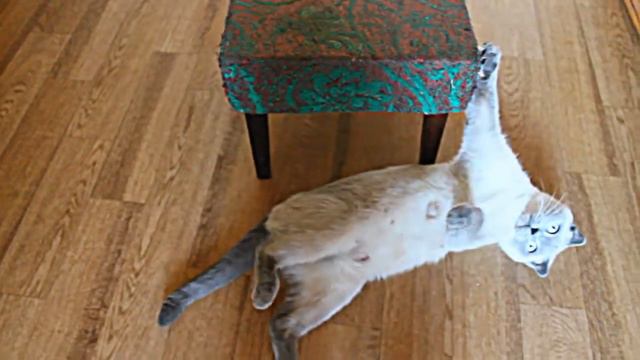 Кошка Сабрина смотреть онлайн