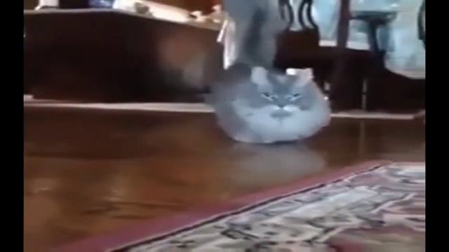 голосом бота Максима:телевизор туту телевизор тутуту смотреть онлайн