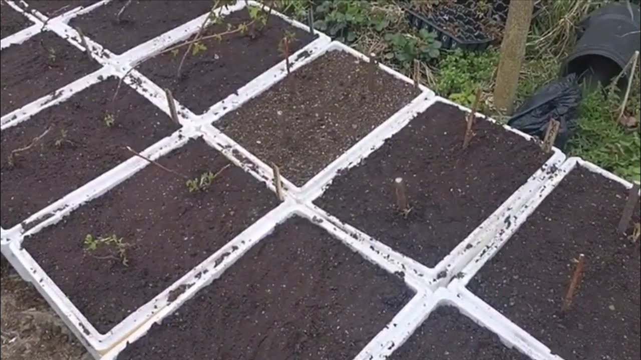 Малина Маргарита, закладываем на маточный корень! смотреть онлайн