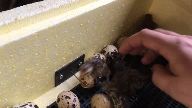 17 день инкубации перепелиных яиц. Началось вылупления перепелят Эстонской породы. смотреть онлайн