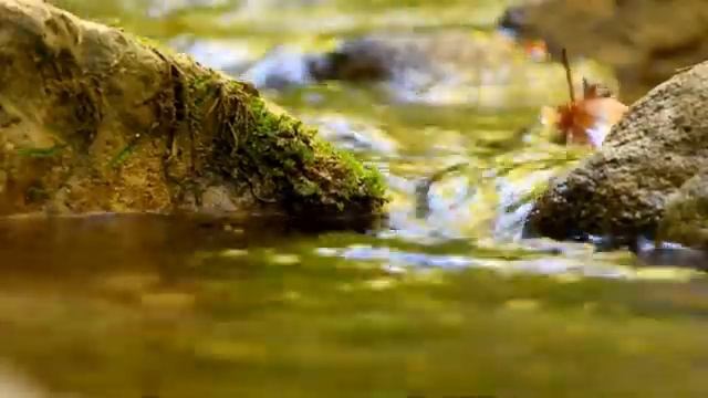 Sounds Of A Natural River