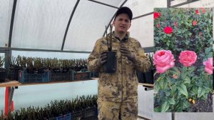 Лондон АЙ / Что за это за сорт ? Стоил его покупать . Обзор розы🌹