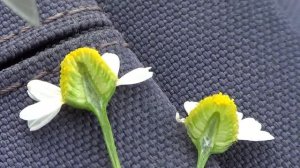 Ромашка аптечная. Как не перепутать. Важно знать отличия. Ч. 2