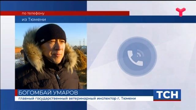 Здоровье тюменского верблюда Кеши вне опасности? смотреть онлайн