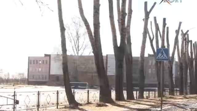 Рубрика «Картинка дня». Кронирование и опиловка деревьев в микрорайоне Фетровая фабрика смотреть онлайн