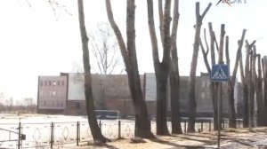 Рубрика «Картинка дня». Кронирование и опиловка деревьев в микрорайоне Фетровая фабрика