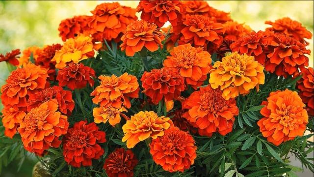 Самые популярные однолетние растения, которые цветут в августе смотреть онлайн