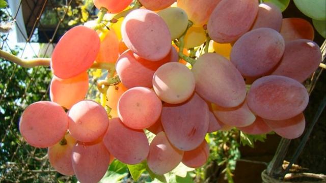 Виноград Сенсация смотреть онлайн