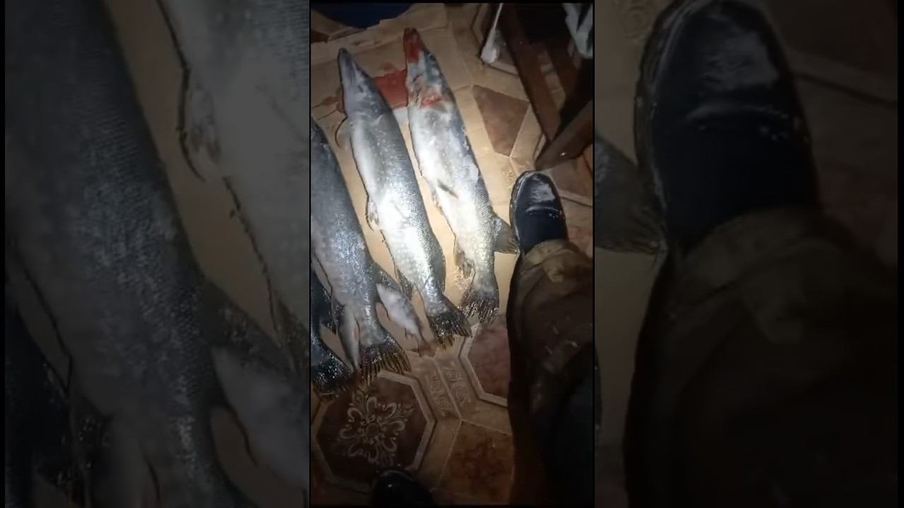 Речное, отчет, ловля щуки на жерлицы #ловлящуки смотреть онлайн