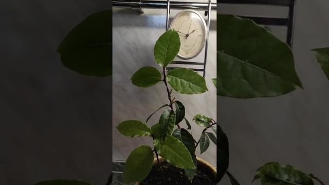 Лавровый куст дома. смотреть онлайн