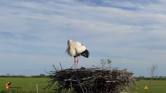 Дальневосточный аист. Экспедиция 2022 смотреть онлайн