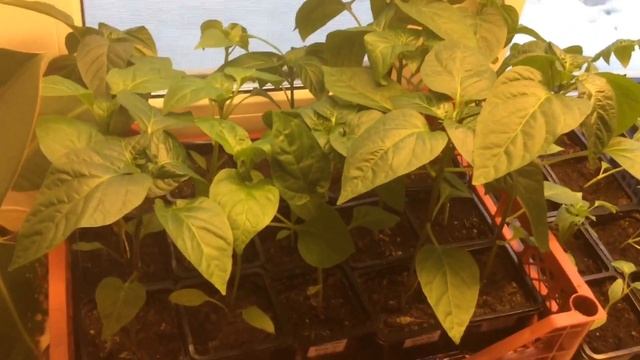 Рассада 20 апреля 2018