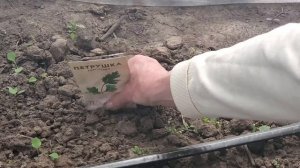 Семена петрушка Листовая | Выращивание петрушки из пачки семян | Семена для посадки петрушки