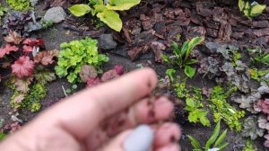 Как я собираю семена своих гейхер...